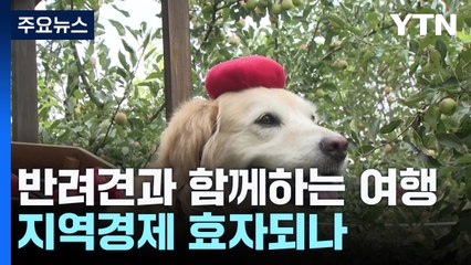 국내여행 하시'개'...지역 경제 보탬되나 / YTN