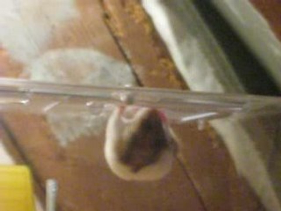 Mister Jingle 2 s'amuse