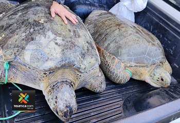 tn7-tortugas-rescatadas-150924