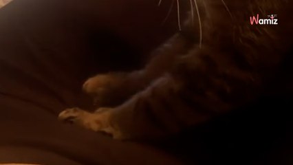 Elle pleure de douleur et son chat lui saute sur le ventre : 4 million de personnes sont émues aux larmes