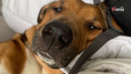 Ce chien n'a probablement pas eu un beau passé, mais il ne demande aujourd'hui qu'à être aimé