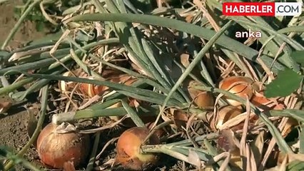 Kulu'da 2 Yaşındaki Bebek Tarla'da Ölü Bulundu