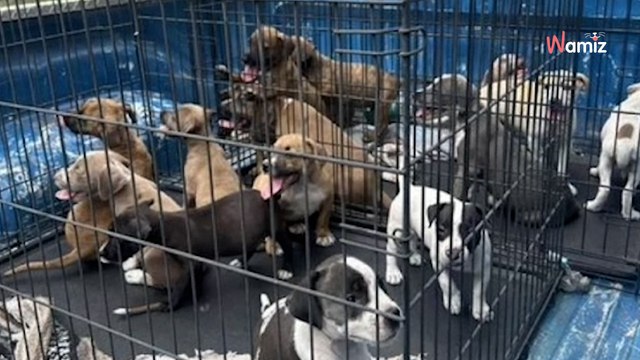 Man finds 16 puppies at petrol station: shelter puts out SOS (video)