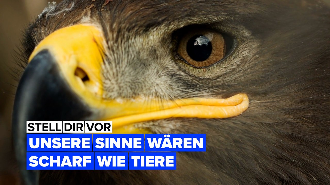 Stell Dir vor, unsere Sinne wären so scharf wie die von Tieren