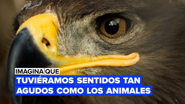 Imagina que nuestros sentidos fueran tan agudos como los de los animales
