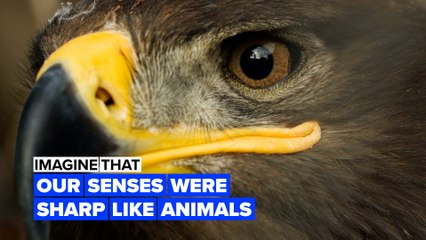 Imagine our senses were as sharp as animals’