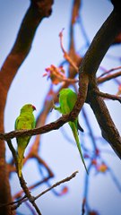Beautiful Birds or Beautiful Nature