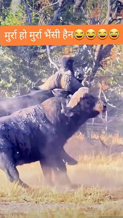 BULL FIGHT,,,