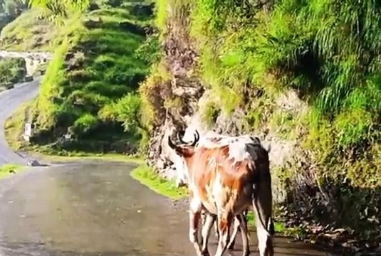 Pind de Zindagi kitni mushkal ha pind de Zindagi very unique and simple life in Punjab gaon dey loge