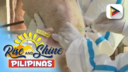 D.A., tiwala sa magandang resulta ng pagbabakuna vs. ASF