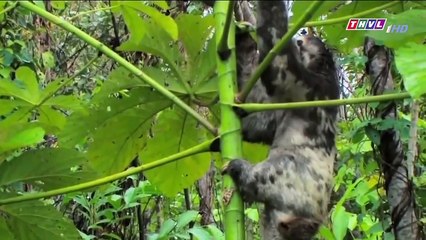 Thế Giới Động Vật - Sự Sống ở Rừng AMAZON