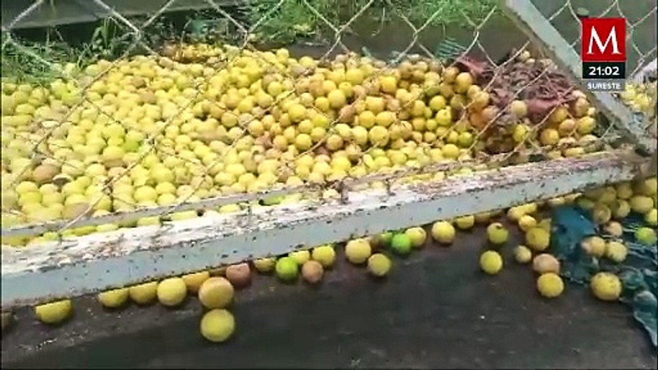 Se extiende paro de limoneros a Apatzingán como forma de protesta contra los extorsionadores
