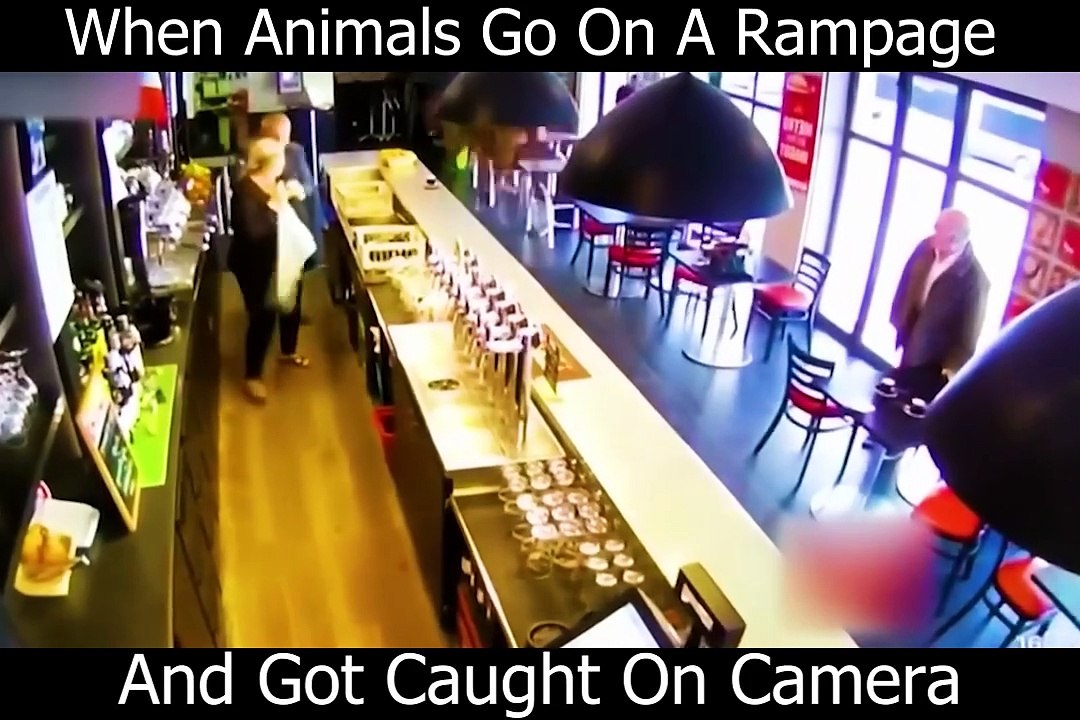 When Animals Go On A Rampage On Camera