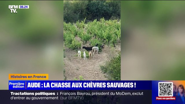 Aude: la préfecture prend un arrêté autorisant l’abattage des chèvres qui s'aventurent sur les routes