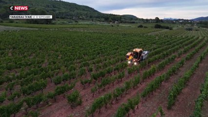 Le vin rosé fait face aux changements climatiques