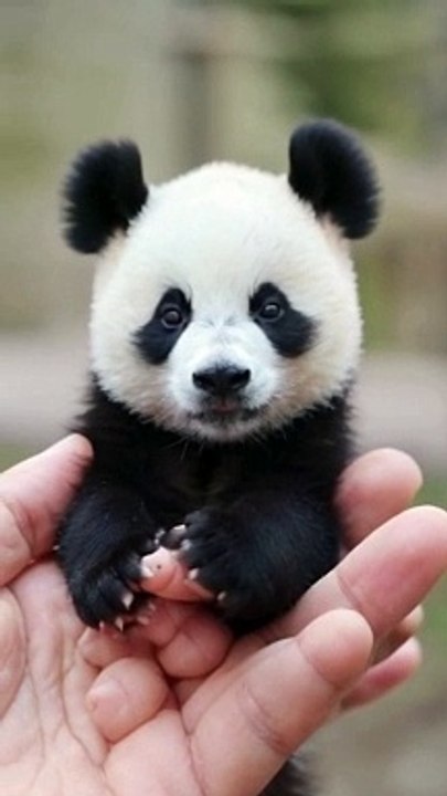 Cute Little Baby Panda