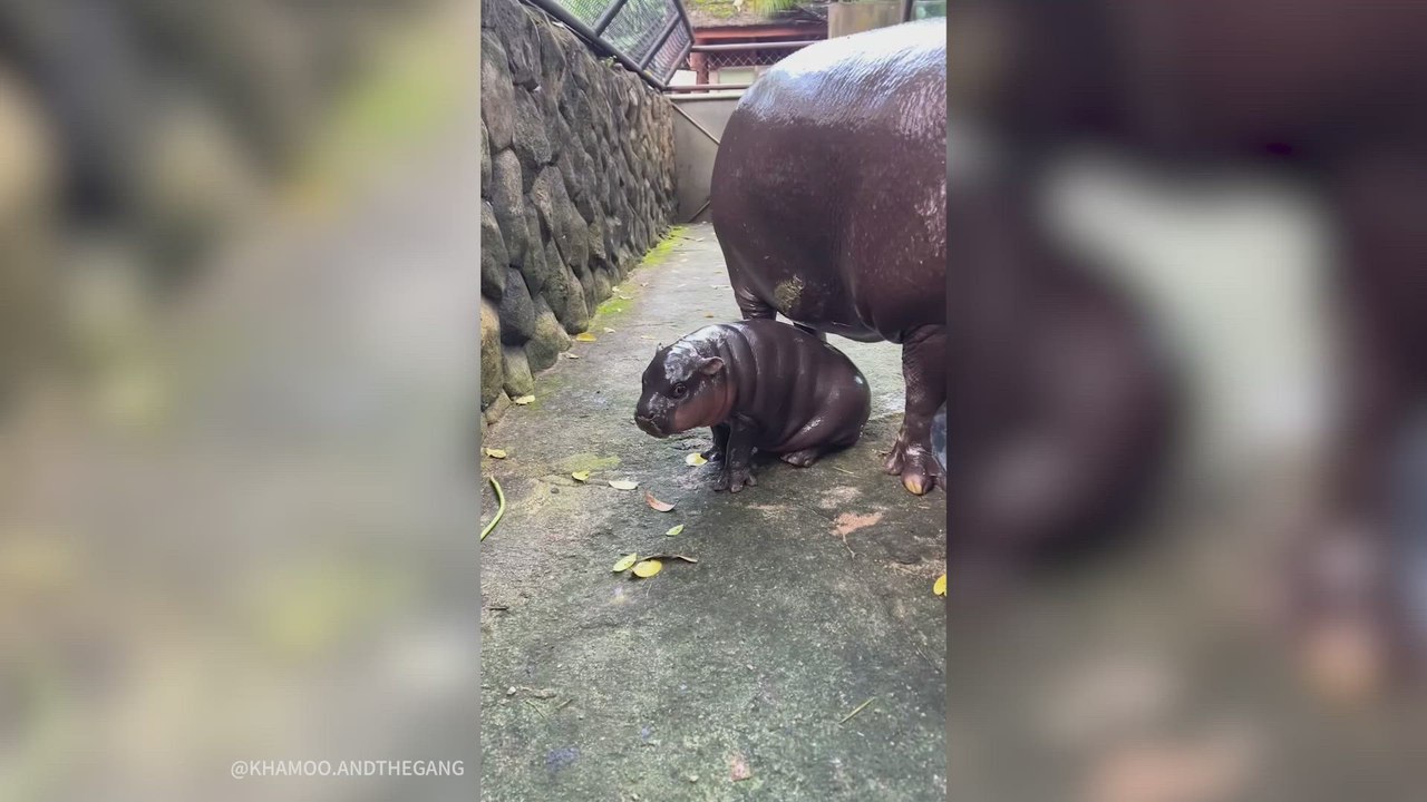 Esta ricura de hipopótamo recién nacido hace las delicias de un zoológico de Tailandia