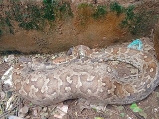 अजगर ने बाला किला वन क्षेत्र में किया शिकार, देखें वीडियो