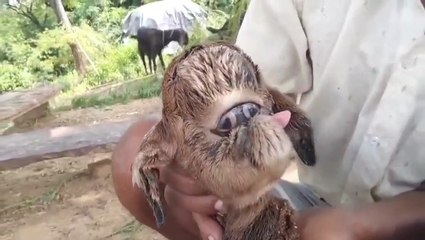 शिवपुरी जिले के सिरसौद के सूखापुरा गांव में एक बकरी ने एक विचित्र और अनोखे बच्चे को दिया जन्म