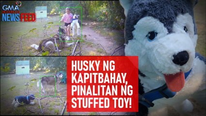 Download Video: Husky ng kapitbahay, pinalitan ng stuffed toy! | GMA Integrated Newsfeed