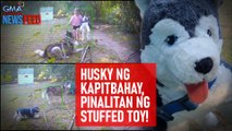 Husky ng kapitbahay, pinalitan ng stuffed toy! | GMA Integrated Newsfeed