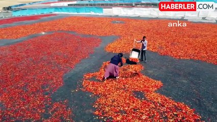 Şanlıurfa'da Biber Hasadı, Binlerce Kadının Geçim Kaynağı