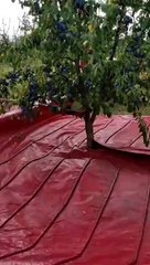 Découvrez la méthode révolutionnaire pour récolter des prunes en un clin d'œil !