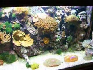 Aquarium récifal le 26.11
