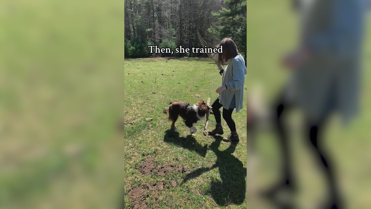 Un perro se queda mirando lo que hacen sus dueños y lo que consigue imitándolos ya es historia de internet