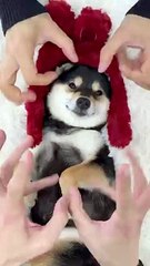 ASMR | Manyu Spa | Dual Version | Super Healing and Sleep Aid