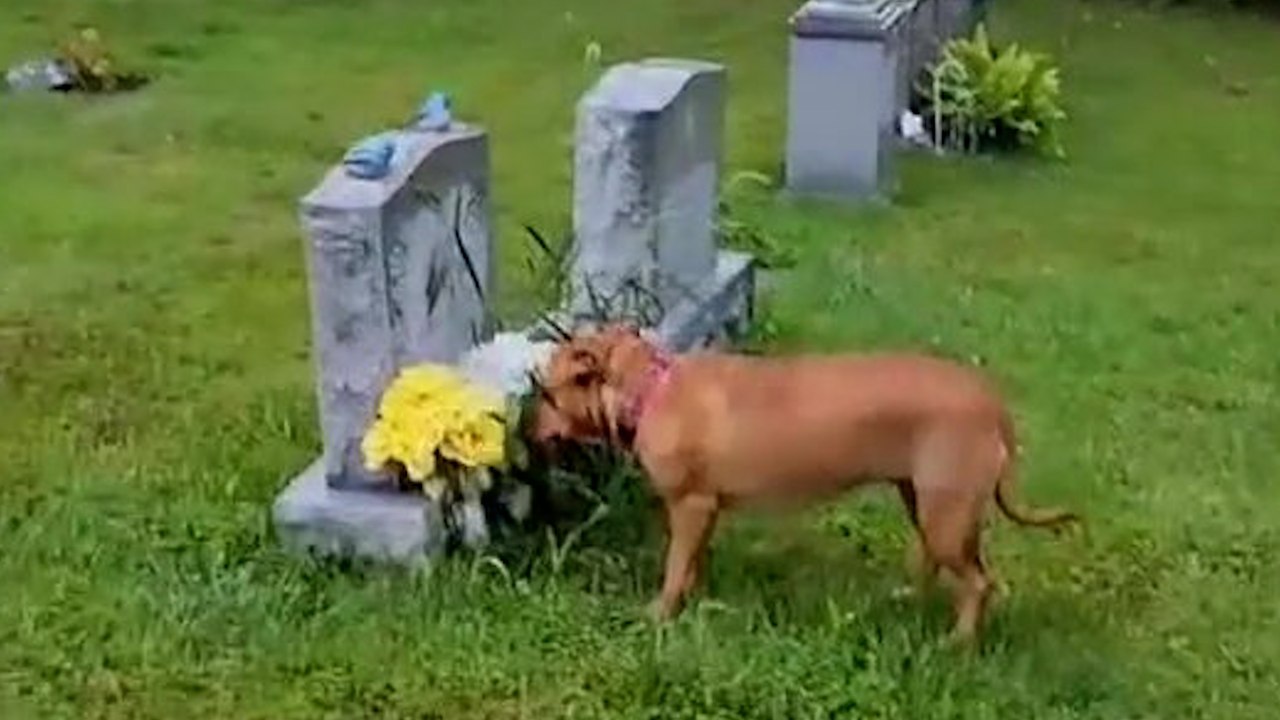 Welpe findet das grab der mutter seines besitzers, obwohl er sie nie getroffen hat