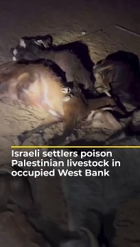 Israeli settlers poison Palestinian livestock in occupied West Bank Al Jazeera Newsfeed