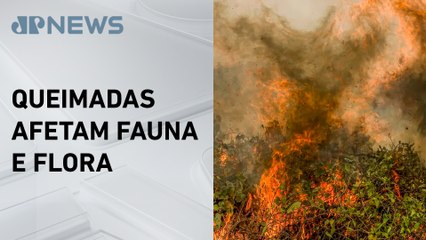 Incêndios deixam rastro de destruição no Pantanal