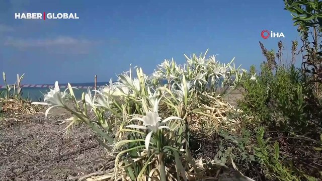 Koparana rekor ceza veriliyor: Alanya'daki kum zambaklarına koruma