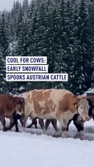 In the Austrian Alps, summer ends early and abruptly – with unexpected snowfall