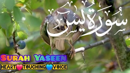 Surah Al-Yasin - Surah Al-Yaseen Complete Beautiful Recitation