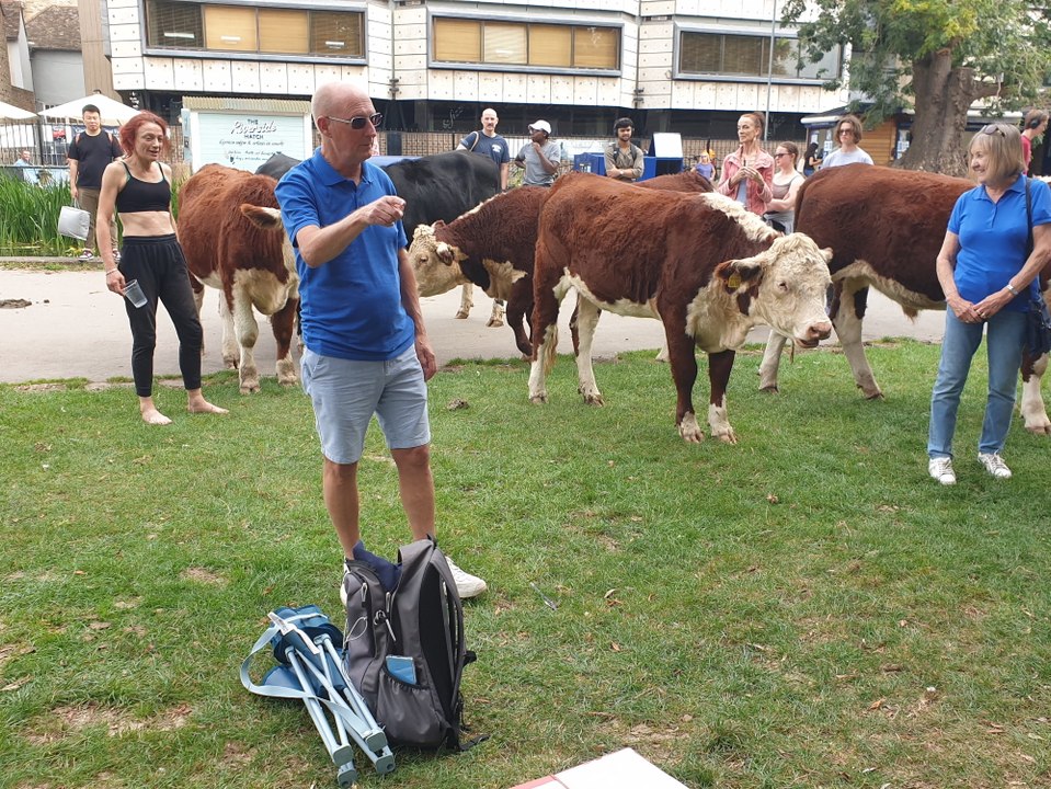 Video shows comical moment cows join Nottingham choir for performance