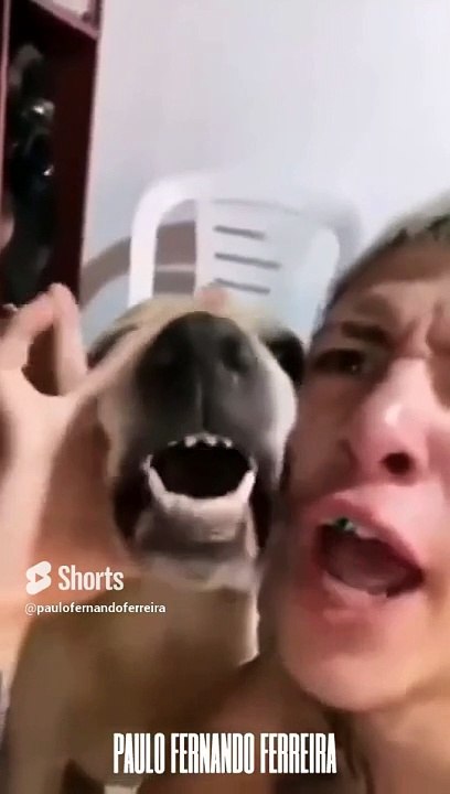 Dog Box