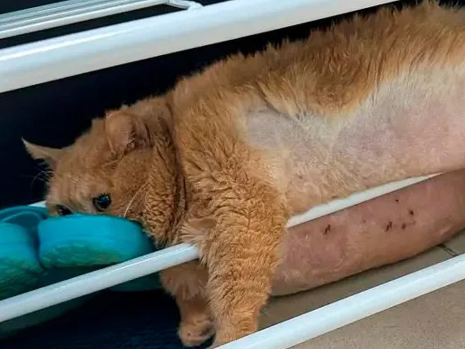 Flucht aus Diät-Camp: Dicker Kater bleibt stecken