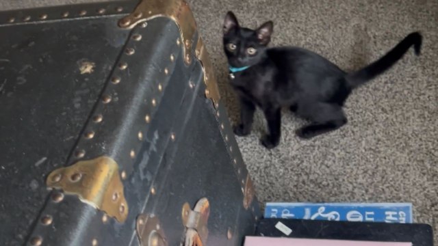 Hilarious footage of grumpy cat rejecting kitten with growls and hisses