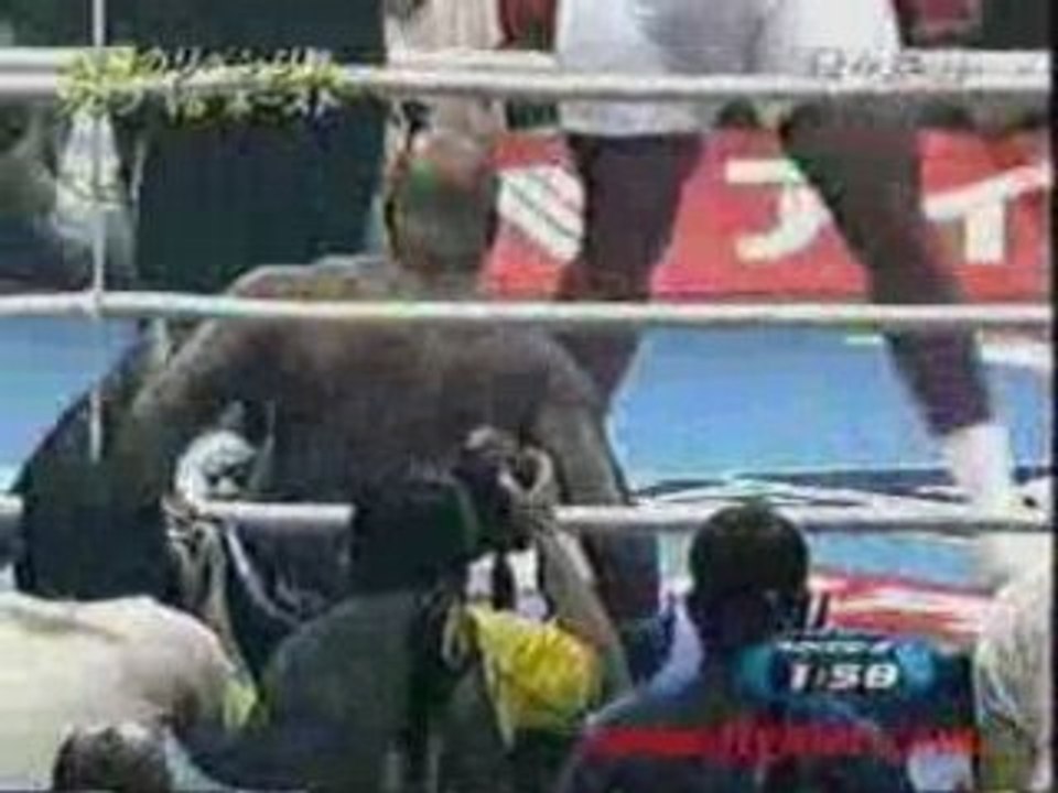 K1 - bob sapp knock outs 100%