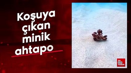 Koşuya çıkan minik ahtapot