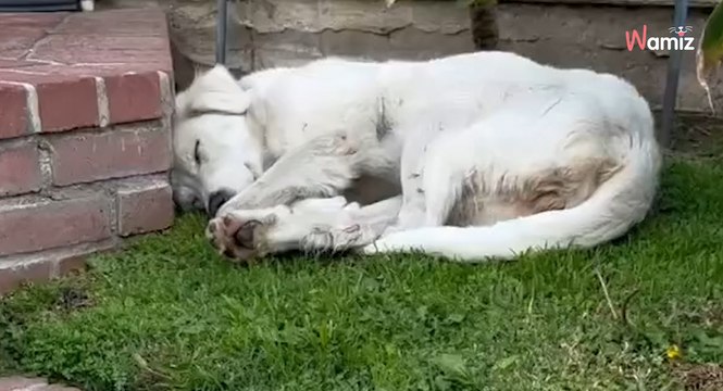 Elle pensait partir en balade avec ses chiens : l'intrus dans le jardin balaie tous ses plans de la journée (vidéo)