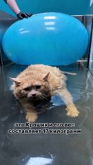 Gato de 17 kilos fue llevado a un centro para bajar de peso y se quiso escapar, pero se atascó