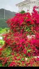 beautiful paradise of red flowers