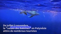 En Polynésie, l'essor du tourisme des baleines suscite des craintes pour la santé des cétacés