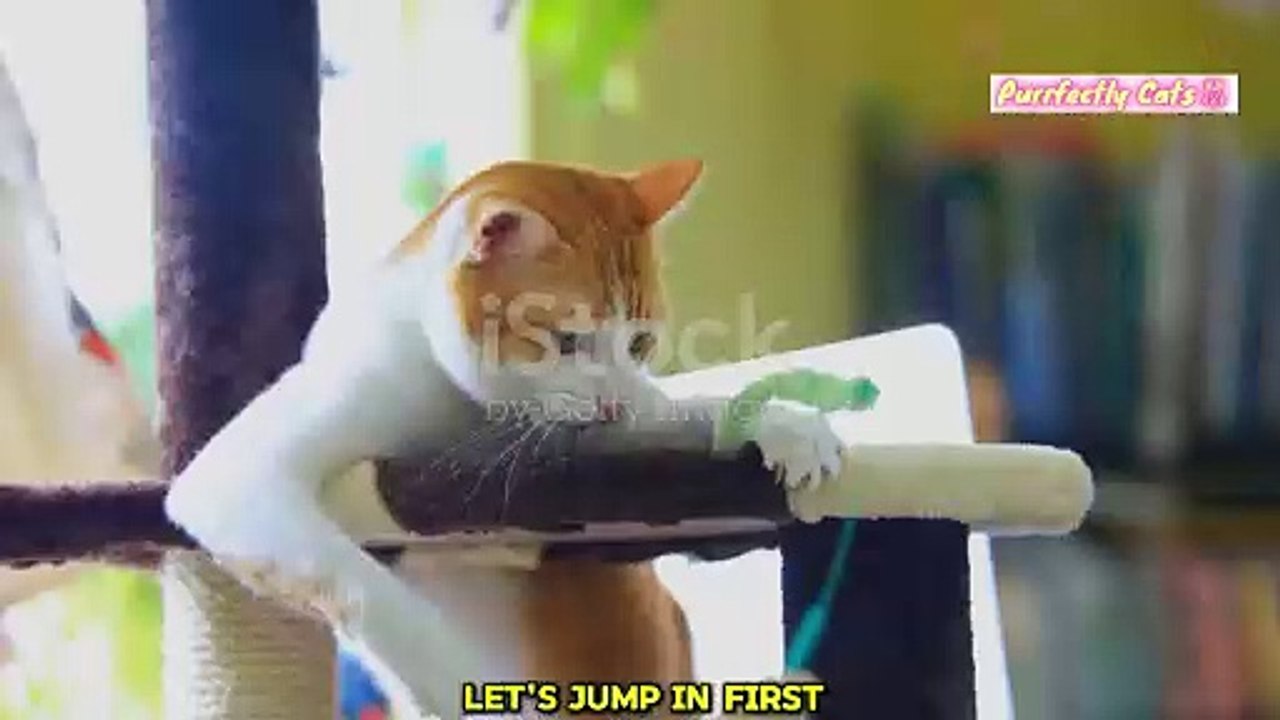 Why Play is Important for Your Cat's Health and Happiness