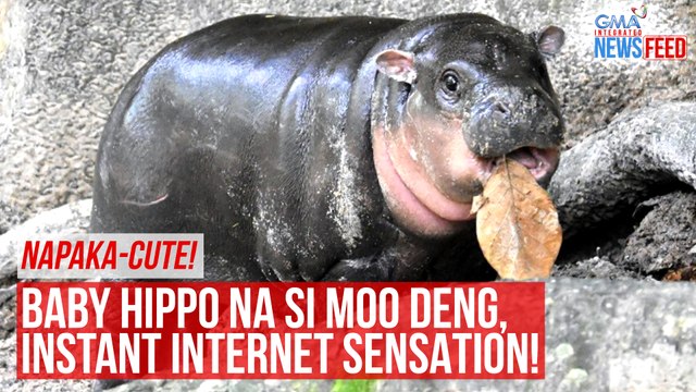 Napaka-cute! Baby hippo na si Moo Deng, instant internet sensation! | GMA Integrated Newsfeed