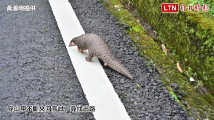 退休老師在阿里山公路守護穿山甲，成功避免路殺🦡