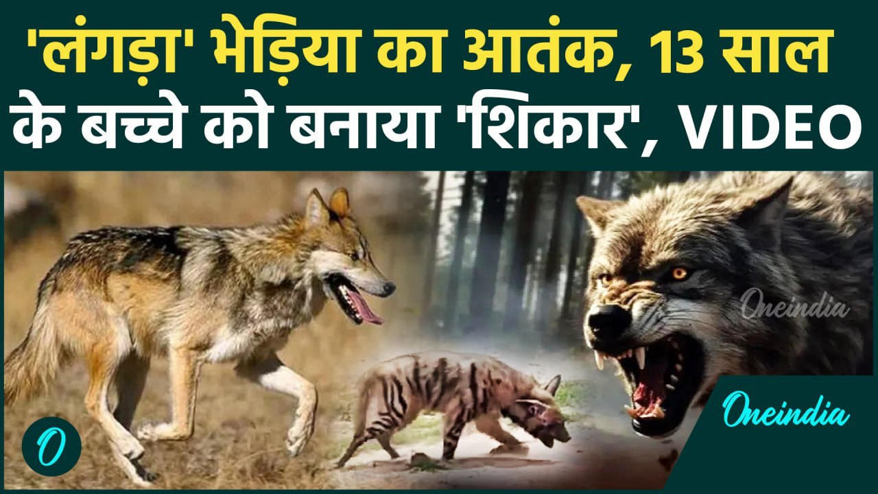 Bahraich Bhediya Attack: लंगड़ा भेड़िये का आतंक, 13 साल के बच्चे को बनाया शिकार | वनइंडिया हिंदी
